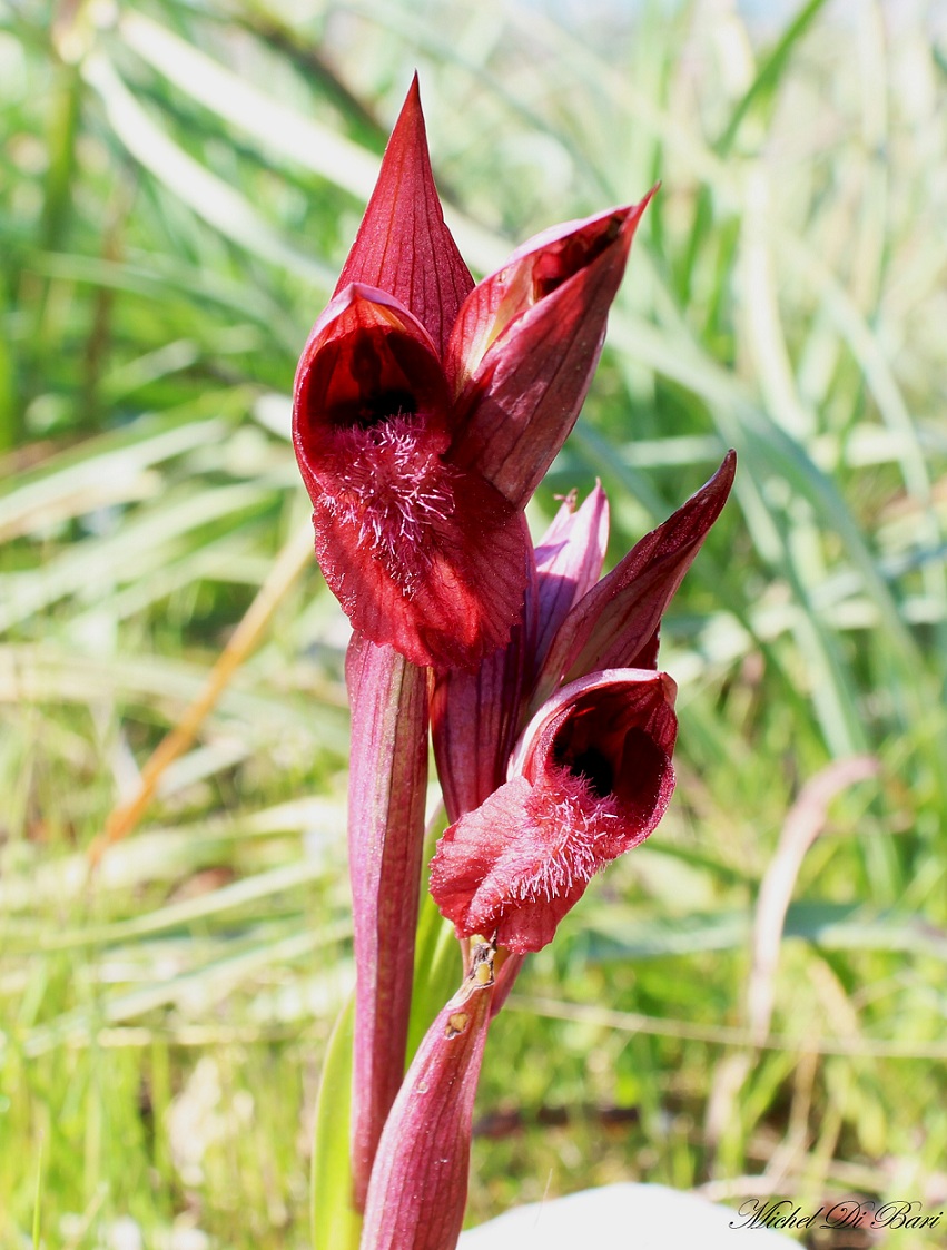 Serapias orientalis subsp. apulica