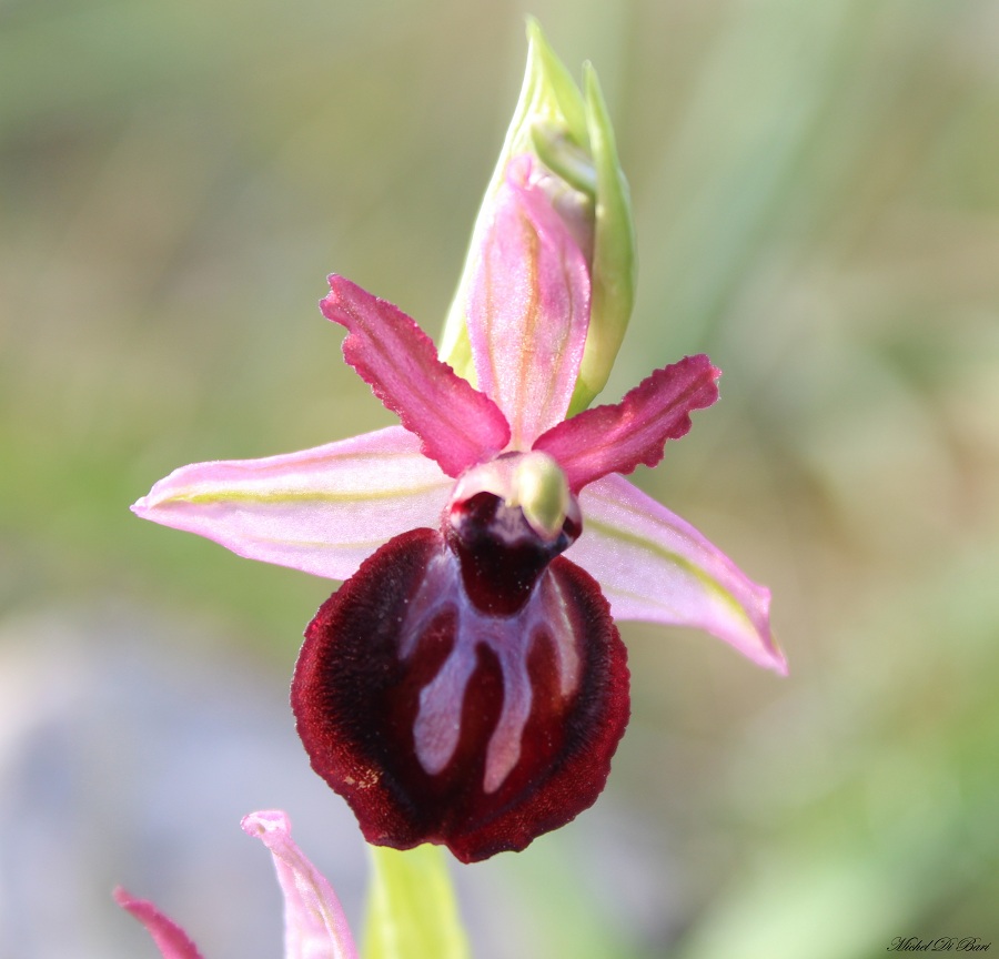 Ophrys sipontensis