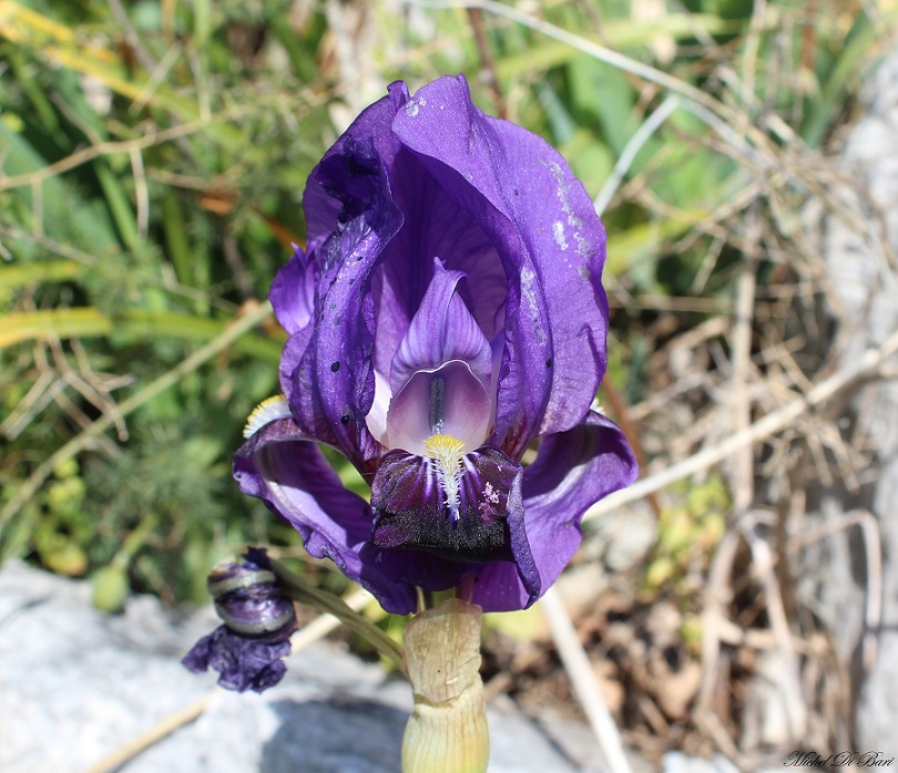 iris bicapitata colasante?