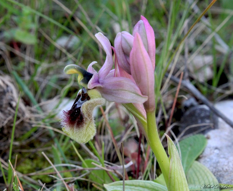 Ophrys tenthredinifera