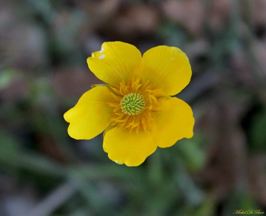 Ranunculus acre?