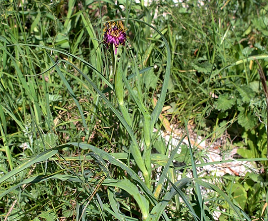 Tragopogon porrifolius