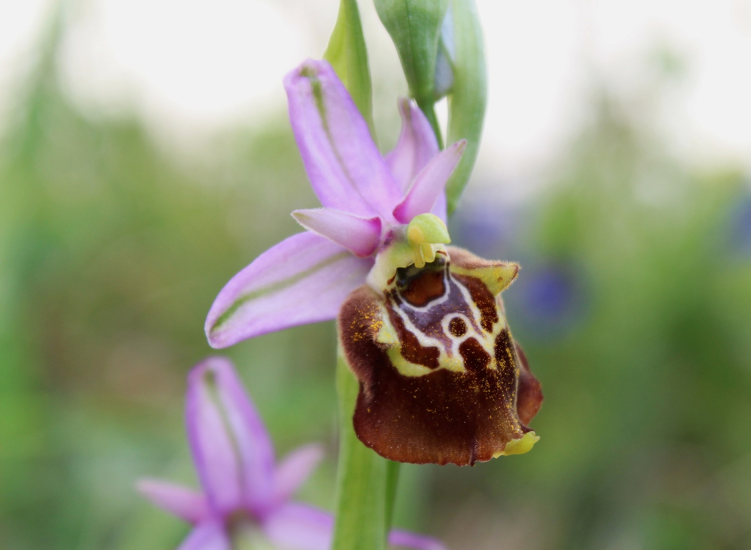 Ophrys apulica?