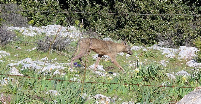 Lupo garganico