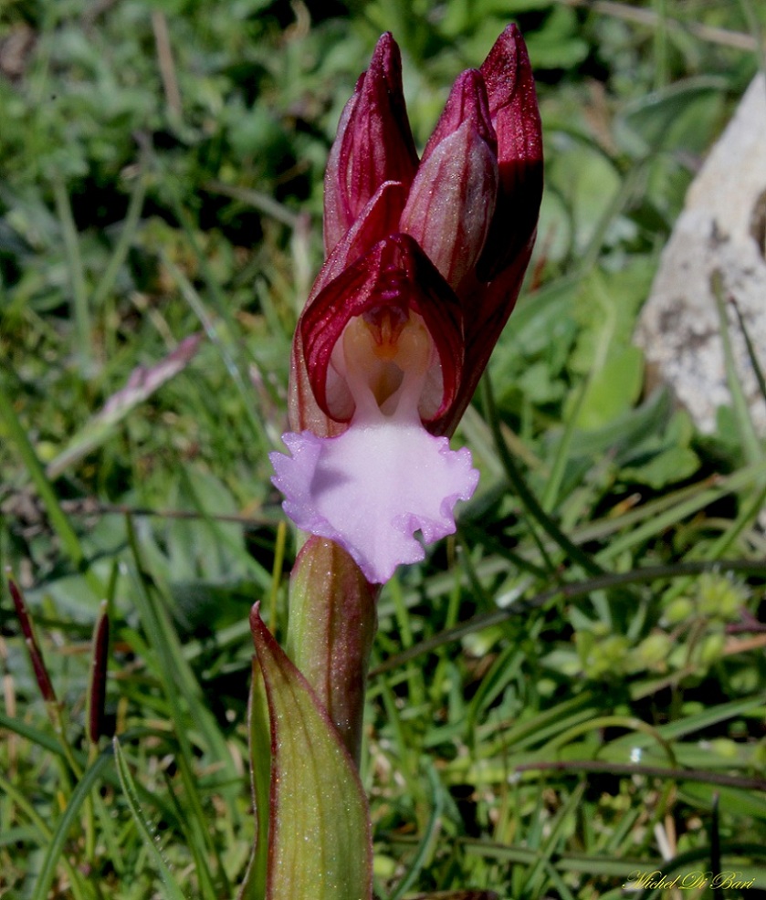 anacamptis papilionacea