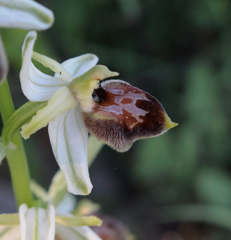 Ophrys exaltata subsp. archipelagi ?