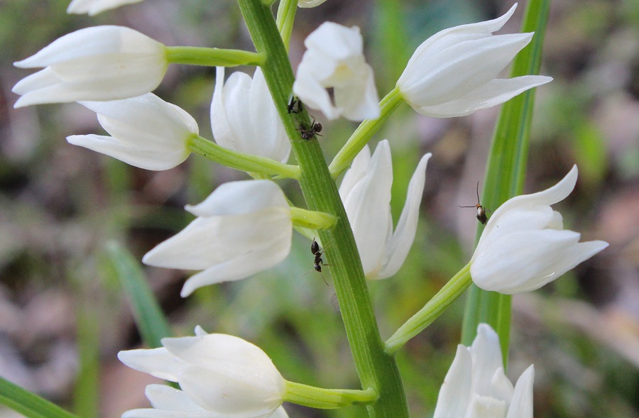 Cephalanthera longifolia ?