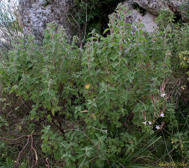 Cistus creticus subsp. eriocephalus / Cisto rosso