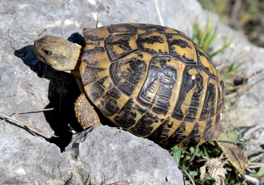 Testudo hermanni hermanni, la coppia.