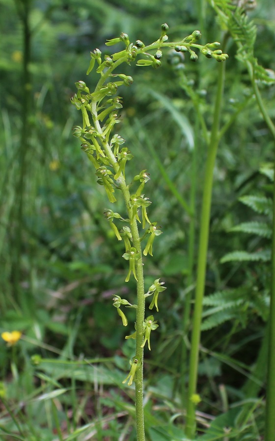 Neottia ovata