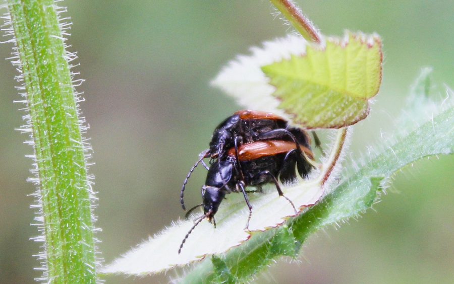 Omophlus sp.