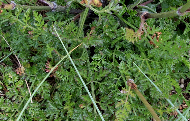 Daucus carota o gnidium ?