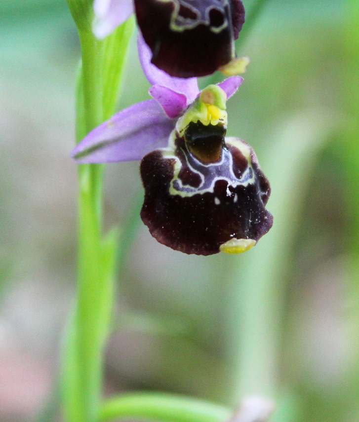 Ophrys gracilis