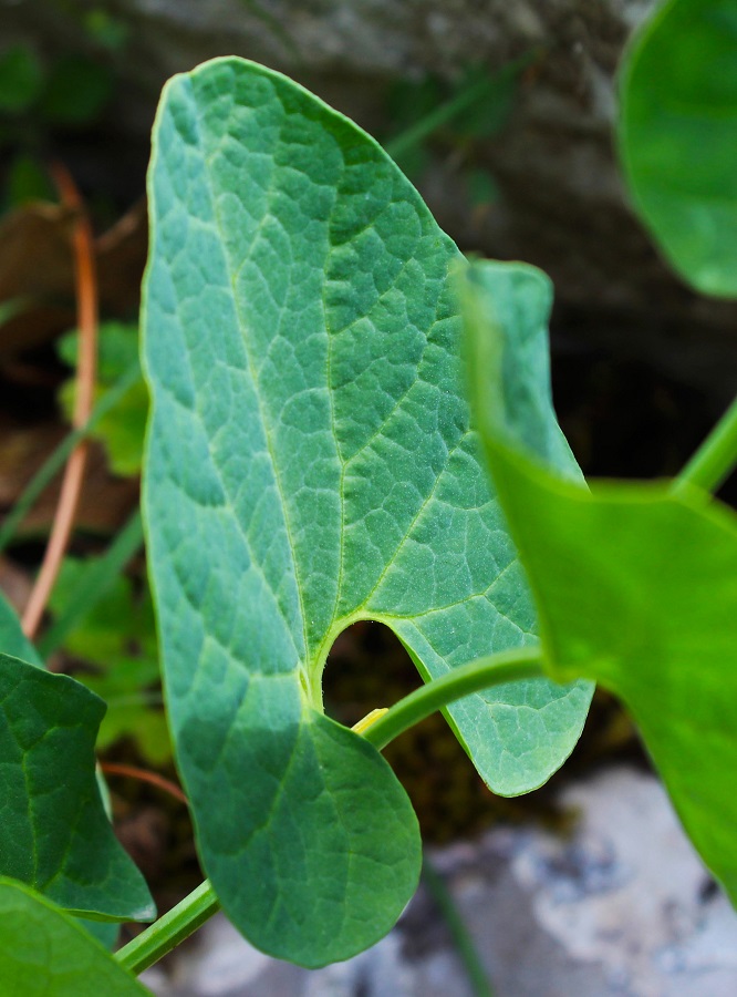 Aristolochia lutea