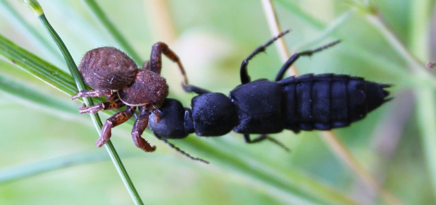 Xysticus preda Ocypus sp. - Montenero Gargano (FG)