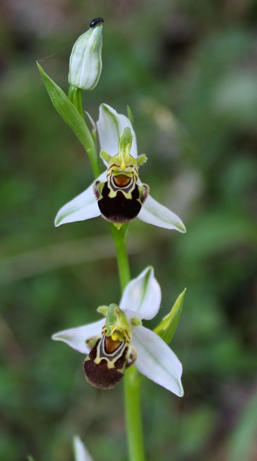 Ophrys apifera Huds.