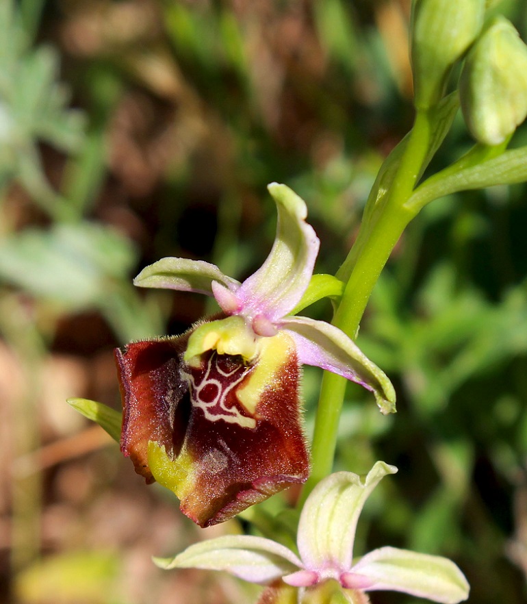 Ophrys cinnabarina x lacaitae