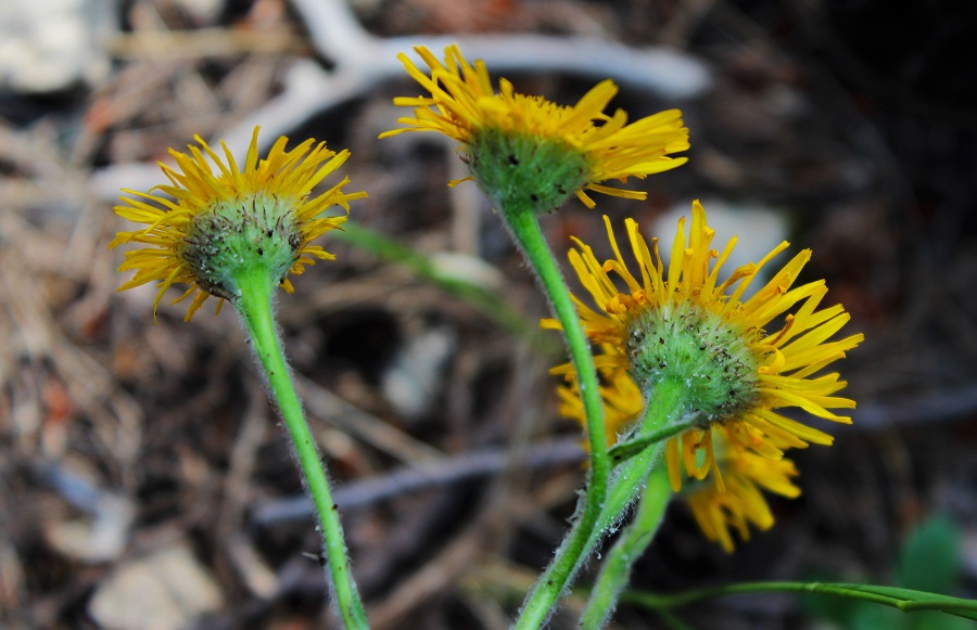 Pulicaria odora / Incensaria odorosa