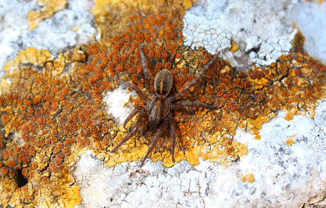 Trochosa sp. con piccoli - Manfredonia (FG)