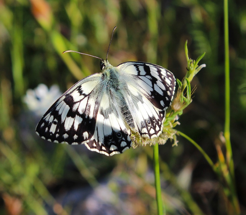 da determinare - Melanargia russiae