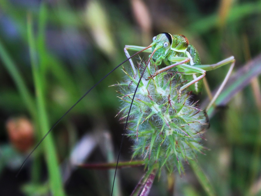 Ninfa di Tettigoniidae (cfr. Ephipigger sp.,  maschio).