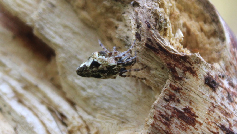 Cyclosa conica - Monte Nero Gargano (FG)