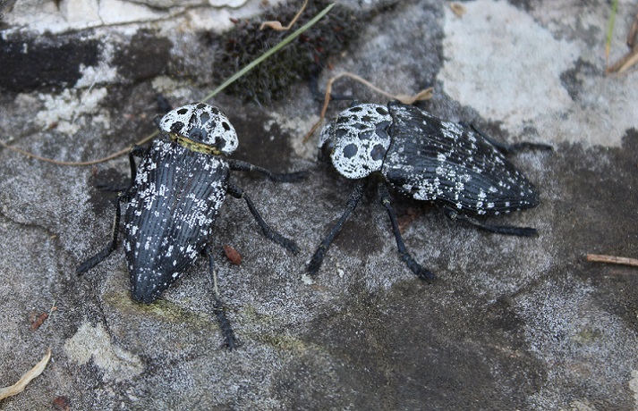 Capnodis tenebrionis? No, C. cariosa, Buprestidae