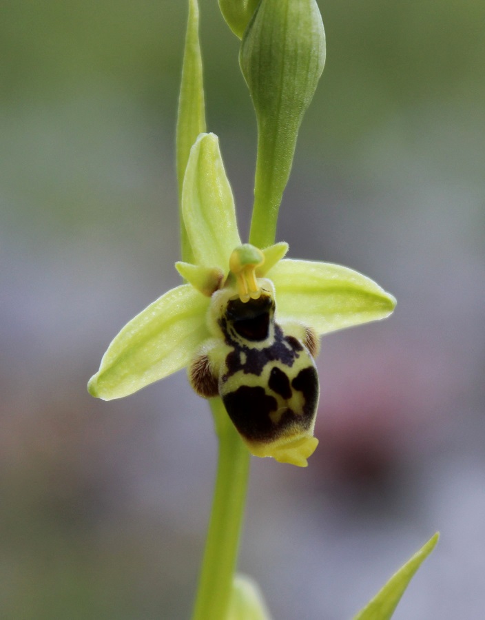 Ophrys conradiae