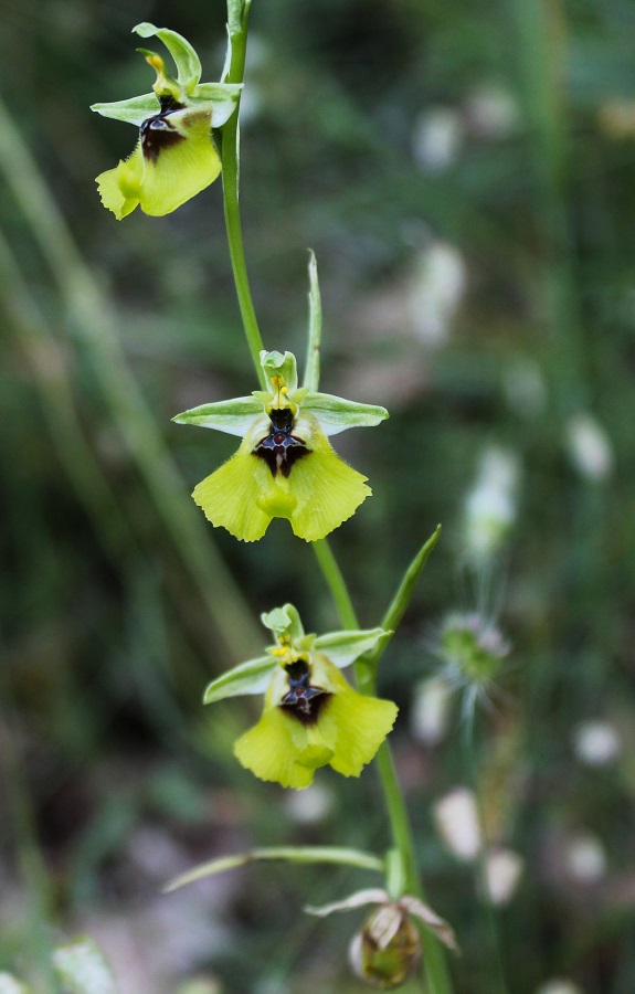 Ophrys lacaitae / Ofride di Lacaita