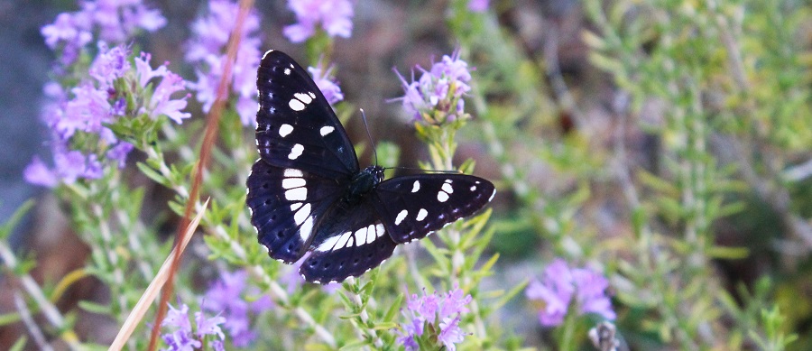 farfalla da Id - Limenitis reducta