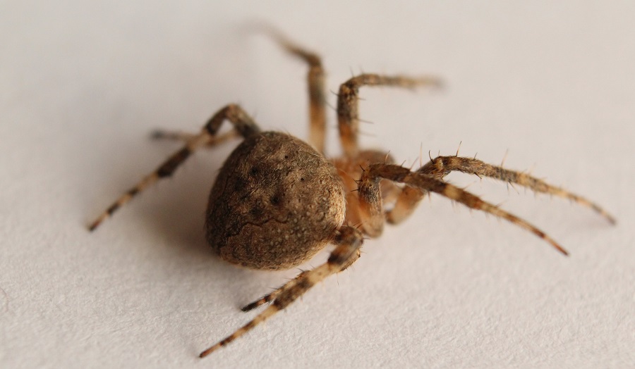 Neoscona subfusca - Manfredonia (FG)