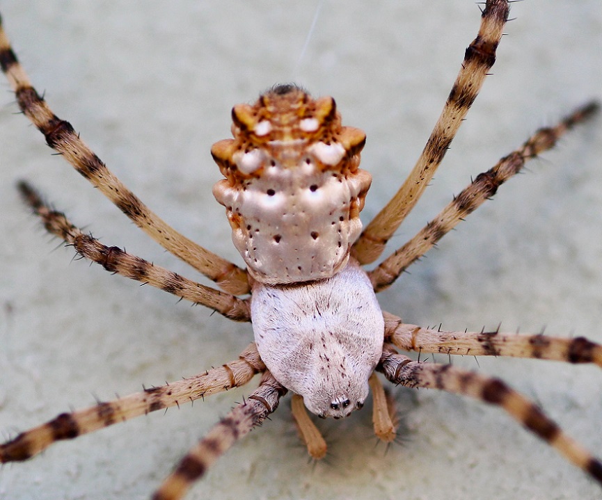 Argiope lobata - Manfredonia (FG)