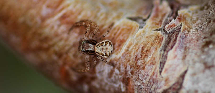 Xysticus sp. - Manfredonia (FG)