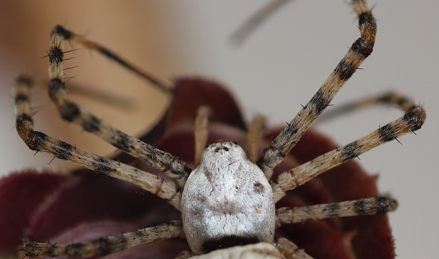 Argiope lobata (incontro ravvicinato) - Manfr. Gargano (FG)