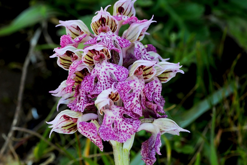 Neotinea lactea / Orchidea lattea