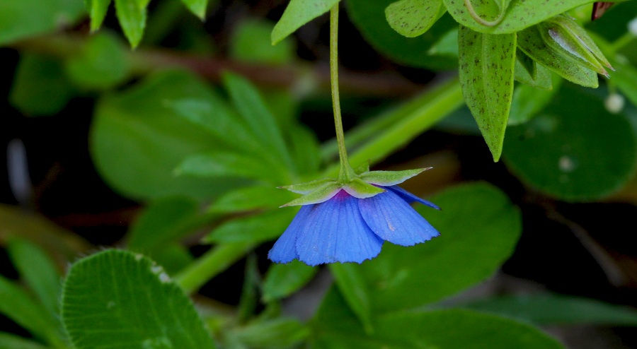 Anagallis arvensis (= Lysimachia arvensis) Primulaceae