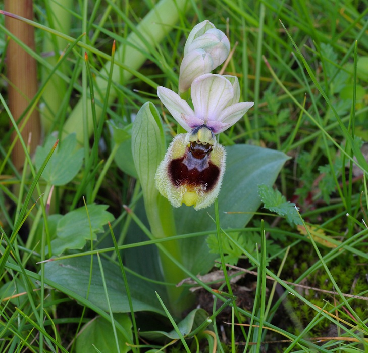 Ophrys tenthredinifera