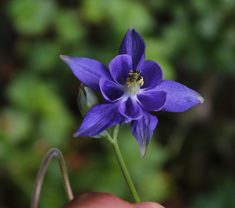 Aquilegia sp.