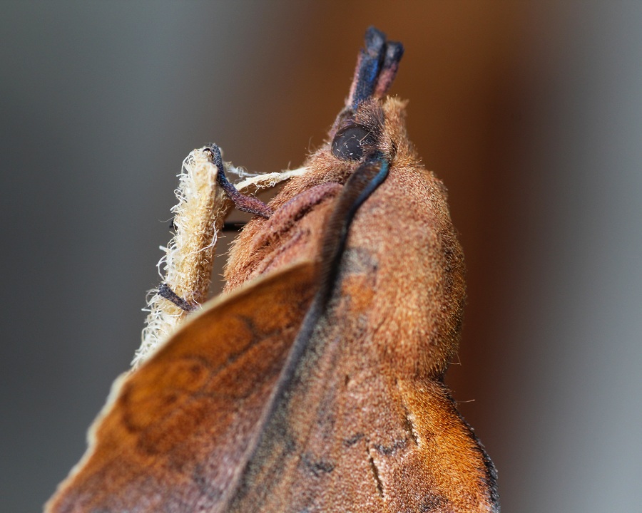 lepidottero 2 da id - Gastropacha quercifolia , Lasiocampidae