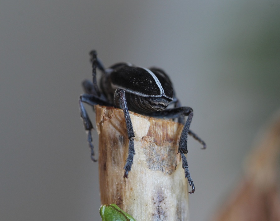 Cerambycidae: Dorcadion (Pedestredorcadion) arenarium marsicanum