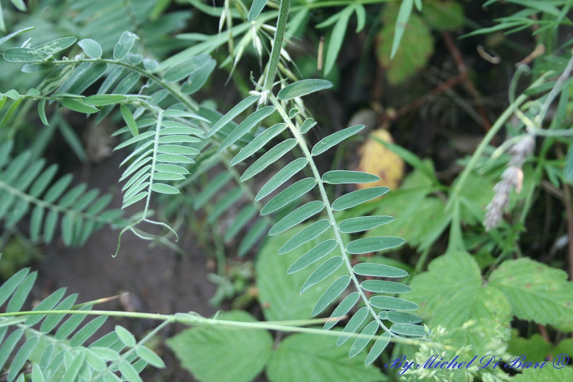 Leguminosa? Vicia cfr. cracca