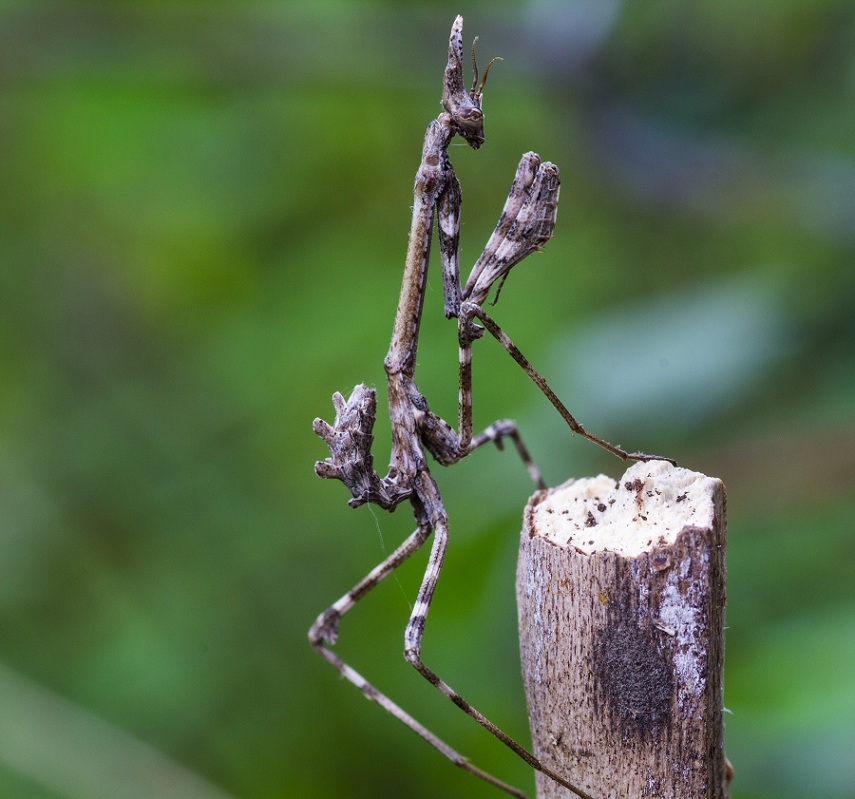 Neanide di Empusa pennata?