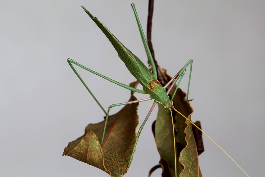 Phaneropteridae:  Acrometopa cfr.  italica, maschio