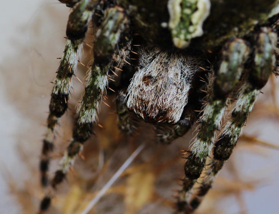 Araneus circe o Araneus angulatus?  - Manfredonia Gargano (FG)