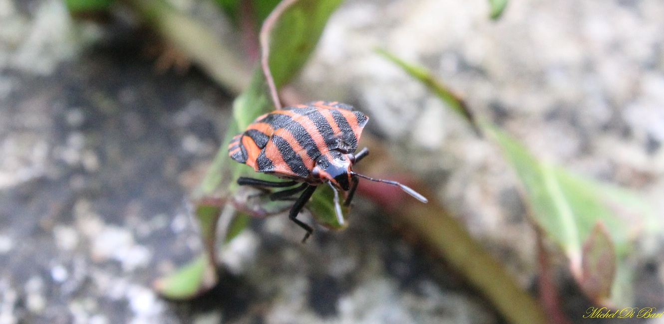 Graphosoma italicum ?