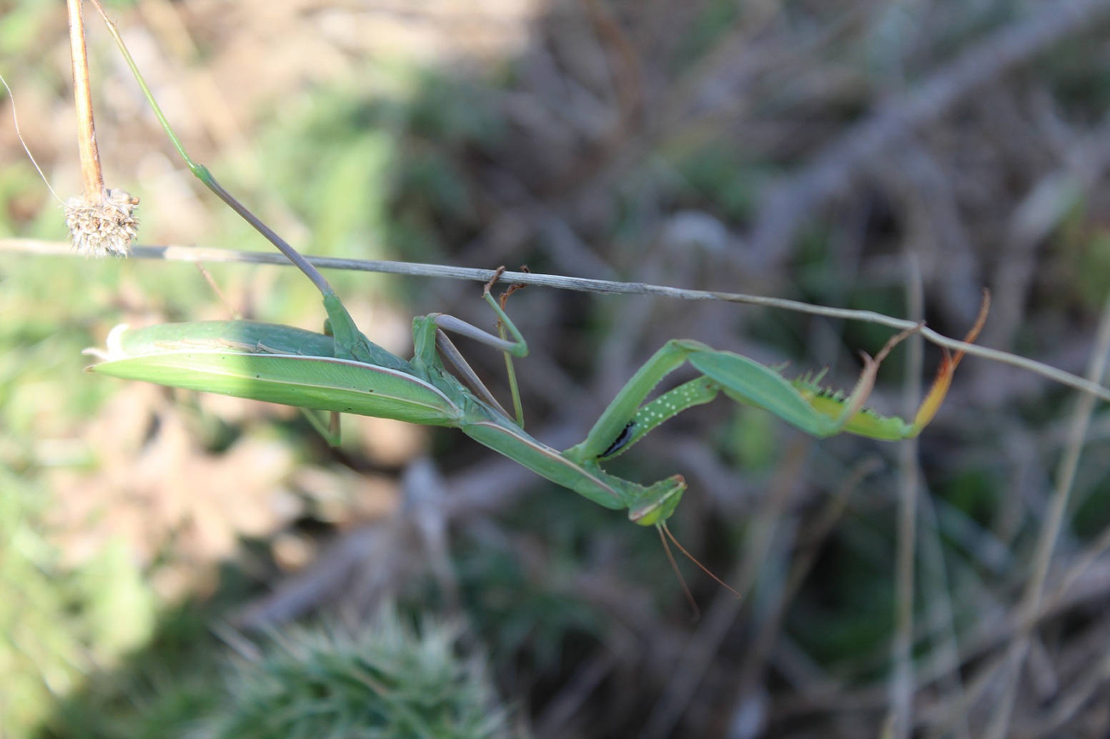 Mantide religiosa (femmina)