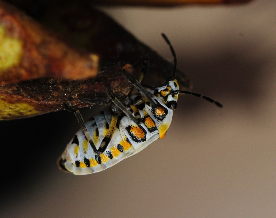 Pentatomidae: Eurydema ornata