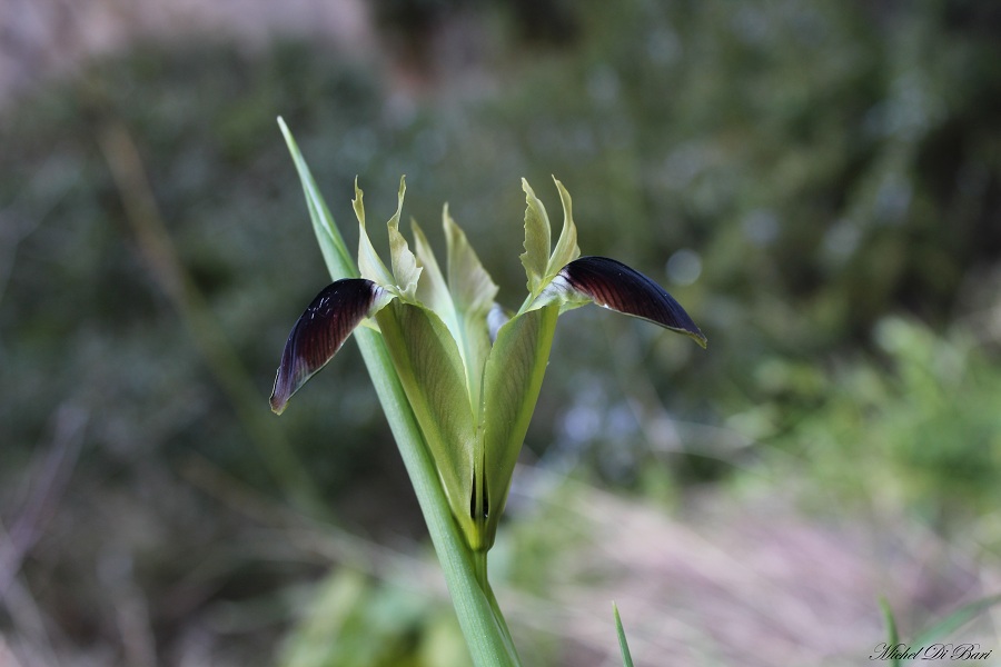 Iris tuberosa