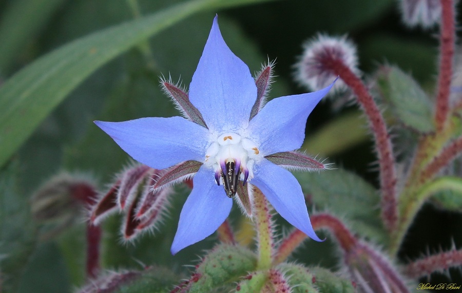 Borago officinalis