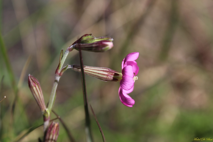 Silene colorata